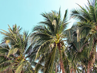 Fototapeta na wymiar Low Angle View of Fresh Green Coconut Trees Against Clear Blue Sky
