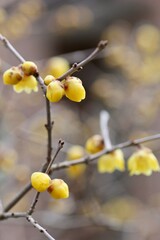 蝋梅の花