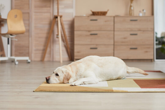Background image of white Labrador dog lying on carpet in minimal home interior with wooden elements, copy space