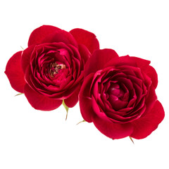 two red rose flowers isolated on white background cutout
