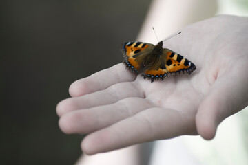Butterfly