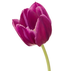 lilac tulip flower head isolated on white background