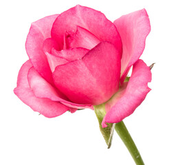 one pink rose flower isolated on white background cutout