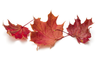 colorful autumn maple leaf isolated on white background