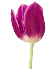 lilac tulip flower head isolated on white background