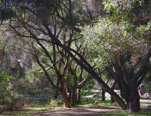 Obraz premium Views from inside of the southern California coastal forest and wilderness