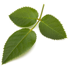 Green rose leaf isolated on white background cutout