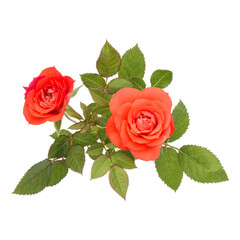 orange rose flower bouquet with green leaves isolated on white background cutout