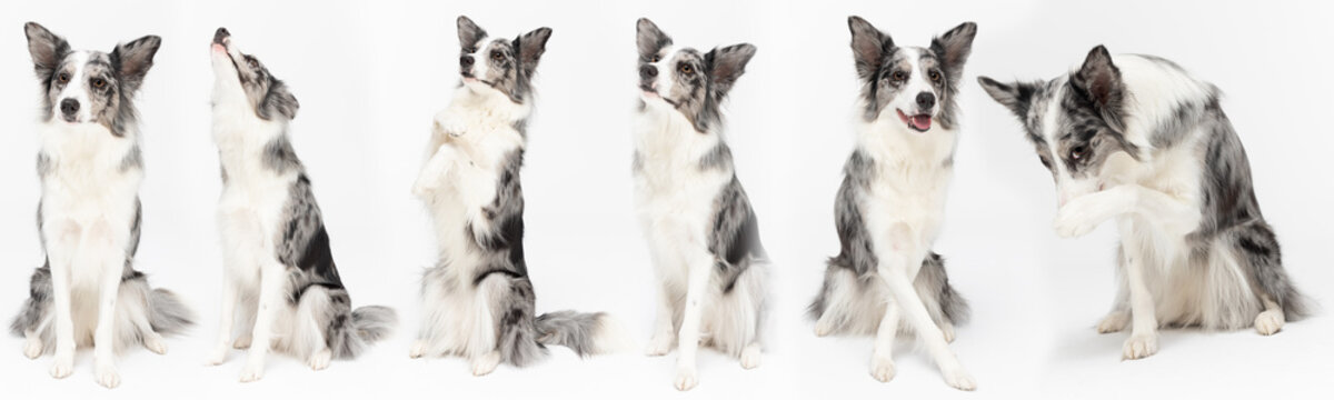 Multiple Seated Dog Poses In A Panoramic Frame. Purebred Border Collie Dog In Shades Of White And Black, And Long And Fine Hair. An Excellent Herding Dog.