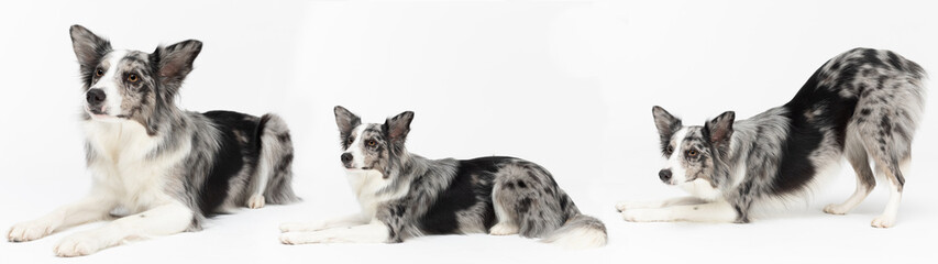 Multiple dog lying poses in a panoramic frame. Purebred Border Collie dog in shades of white and black, and long and fine hair. An excellent herding dog.