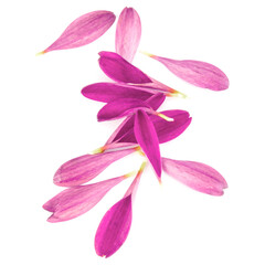 Fototapeta na wymiar Lilac chrysanthemum flower petals isolated on white background