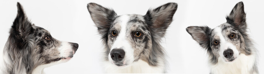 Multiple mouths of a dog carved up close in a panoramic frame. Purebred Border Collie dog in shades...