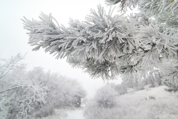 Frozen pine branches covered with snow in the winter forest.