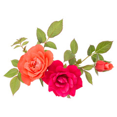 orange rose flower bouquet with green leaves isolated on white background cutout