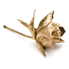 One gold rose isolated on white background cutout. Golden dried flower head, romance concept.