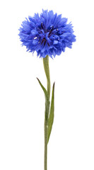 Blue Cornflower Herb or bachelor button flower head isolated on white background cutout