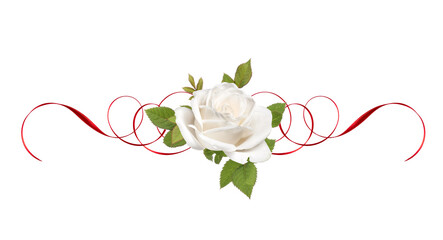 one white rose flower with red ribbon isolated on white background cutout
