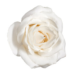 one white rose flower isolated on white background cutout