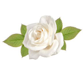 one white rose flower head with leaves isolated on white background cutout