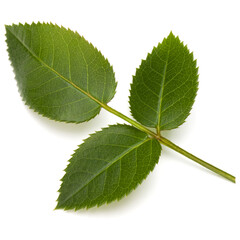 Green rose leaf isolated on white background cutout