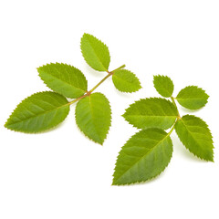 Green rose leaf isolated on white background cutout