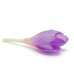 lilac crocus flowers isolated on white background