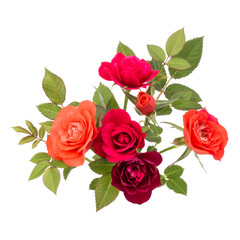 colorful rose flower bouquet with green leaves isolated on white background cutout