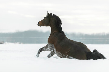 Pferd