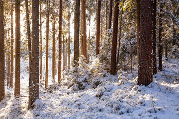Beautiful snowy boeal forest during a sunny winter day in Estonian wilderness. 