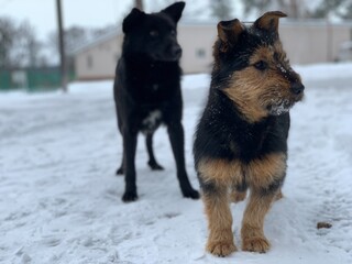 Muzzle of a black dog in the snow. Mongrel on the street in winter. The street dog looks with plaintive eyes.