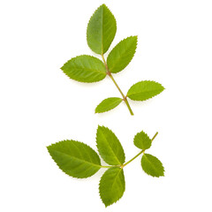 Obraz na płótnie Canvas Green rose leaf isolated on white background cutout