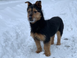 Muzzle of a black dog in the snow. Mongrel on the street in winter. The street dog looks with plaintive eyes.