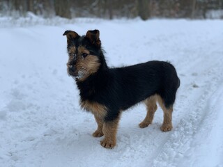 Muzzle of a black dog in the snow. Mongrel on the street in winter. The street dog looks with plaintive eyes.