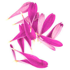 Lilac chrysanthemum flower petals isolated on white background