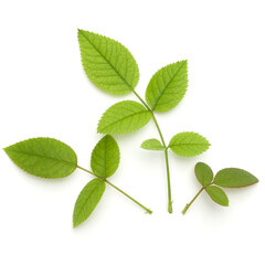 Green rose leaf isolated on white background cutout