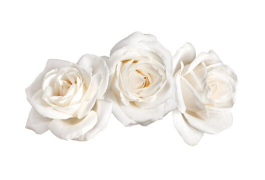 Three white rose flowers isolated on white background cutout