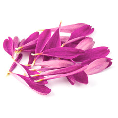 Lilac chrysanthemum flower petals isolated on white background