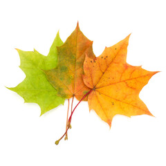 colorful autumn maple leaf isolated on white background