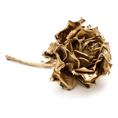 One gold rose isolated on white background cutout. Golden dried flower head, romance concept.