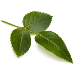 Green rose leaf isolated on white background cutout