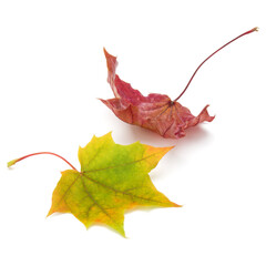 colorful autumn maple leaf isolated on white