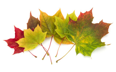 colorful autumn maple leaf isolated on white background