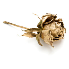 Fototapeta premium One gold rose isolated on white background cutout. Golden dried flower head, romance concept.