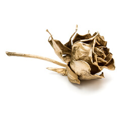 One gold rose isolated on white background cutout. Golden dried flower head, romance concept.
