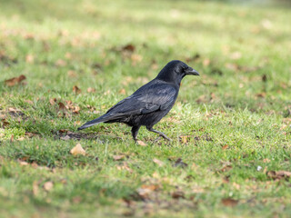 A Crow on Grass Looking for Food