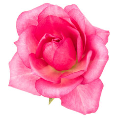 one pink rose flower isolated on white background cutout