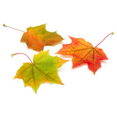 colorful autumn maple leaf isolated on white background