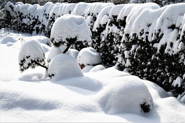 Frisch gefallener Schnee - Tief und frisch verschneite, unberüherte  Gartenlandschaft