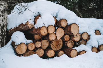 Forest works in winter. Close-up of a huge woodpile in the forest. Selective focus