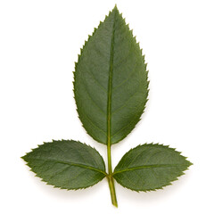 Green rose leaf isolated on white background cutout